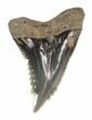 Fossil Hemipristis Shark Tooth - Maryland #42545-1